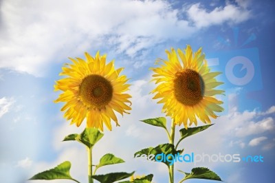 Blooming  Sunflowers Stock Photo