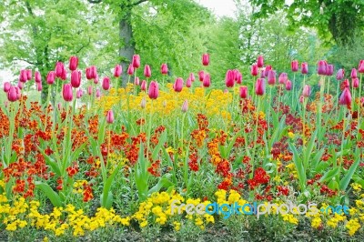 Blooming Tulips In Garden Stock Photo