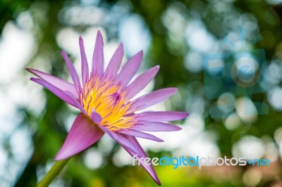 Blooming Water Lily Stock Photo