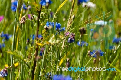 Blooming Wildflowers Stock Photo