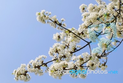 Blossom Stock Photo