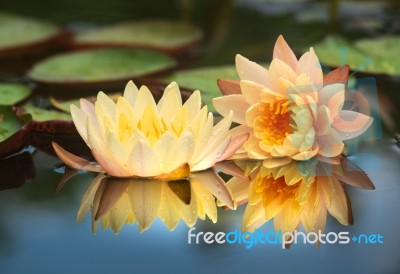 Blossom Lotus Flower In Thailand. Garden, Petals Stock Photo