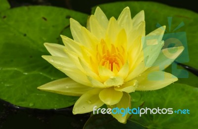 Blossom Lotus Flower In Thailand. Garden, Petals Stock Photo