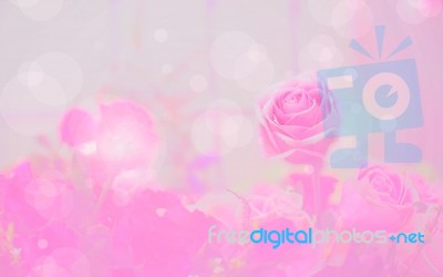 Blossom Pink Roses And Bokeh Background Stock Photo