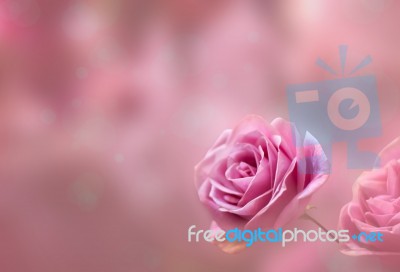 Blossom Pink Roses And Bokeh Background Stock Photo