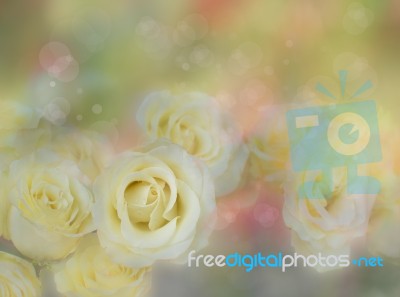 Blossom Yellow Rose Flower Stock Photo