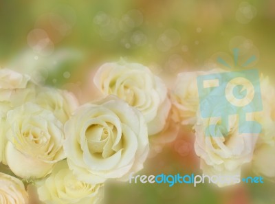 Blossom Yellow Rose Flower Stock Photo