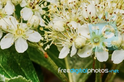 Blossoming Mountain Ash Stock Photo