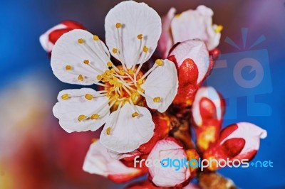 Blossoms Of Apricots Stock Photo