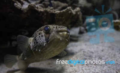 Blow Fish Swimming Above The Ground Stock Photo