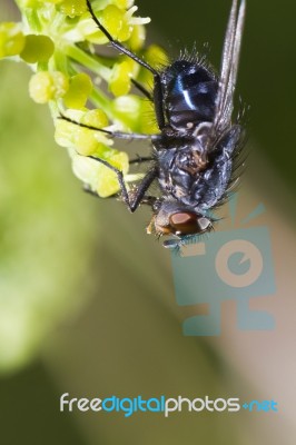 Blow Fly Stock Photo