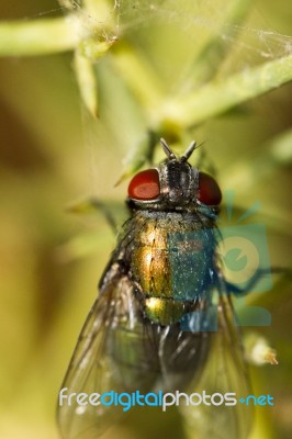 Blow Fly (lucilia Caesar) Stock Photo