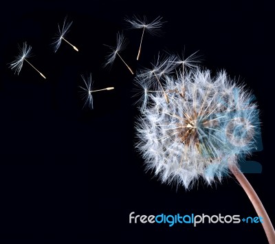 Blowball Of Dandelion Flower Stock Photo