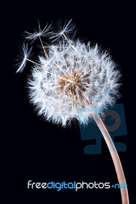 Blowball Of Dandelion Flower Stock Photo