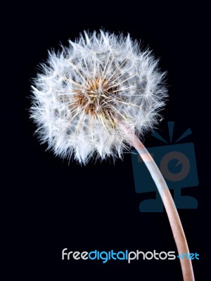 Blowball Of Dandelion Flower Stock Photo