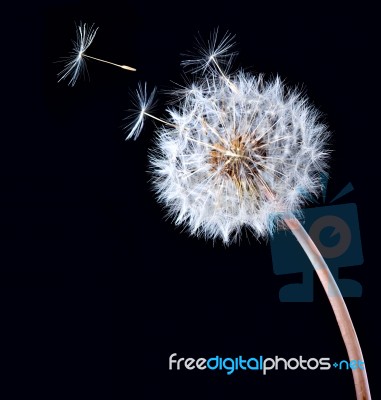 Blowball Of Dandelion Flower Stock Photo