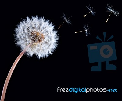 Blowball Of Dandelion Flower Stock Photo