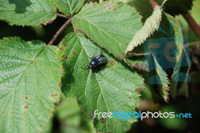 Blubottle Fly Stock Photo