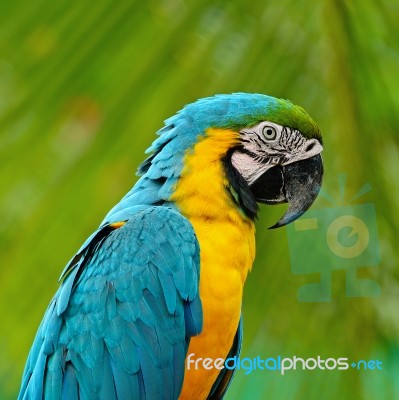 Blue And Gold Macaw Stock Photo