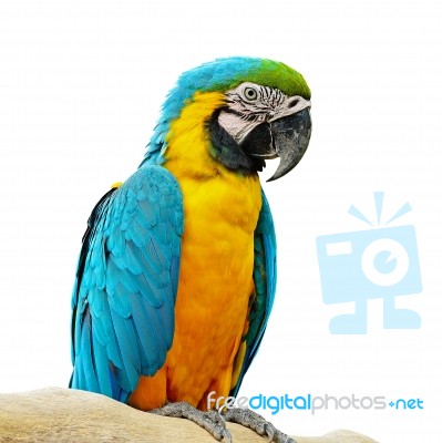 Blue And Gold Macaw Stock Photo