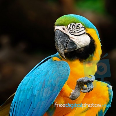 Blue And Gold Macaw Stock Photo