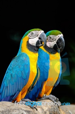 Blue And Gold Macaw Stock Photo