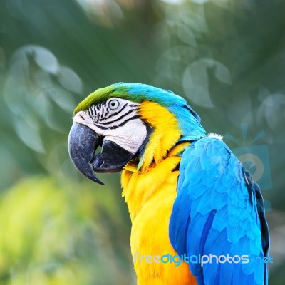 Blue And Gold Macaw Stock Photo