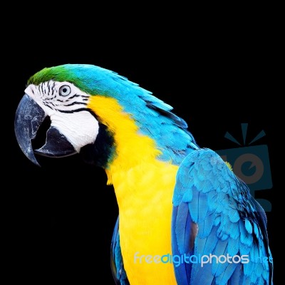 Blue And Gold Macaw Stock Photo