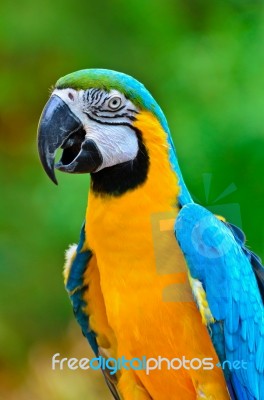 Blue And Gold Macaw Colorful Birds Stock Photo