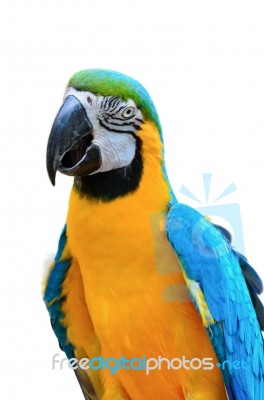 Blue And Gold Macaw Colorful Birds Isolated On White Stock Photo