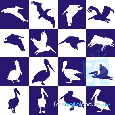 Blue And White Background With Pelican Stock Image