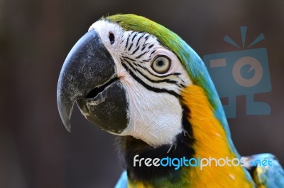 Blue And Yellow Macaw Stock Photo