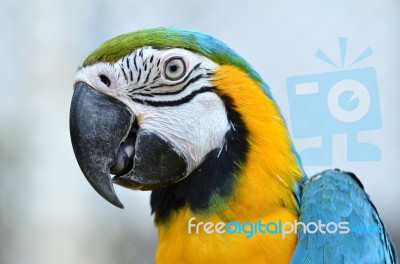 Blue And Yellow Macaw Stock Photo