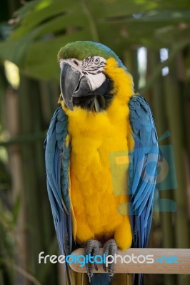 Blue-and-yellow Macaw Stock Photo