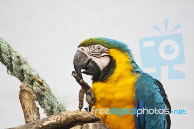 Blue-and-yellow Macaw Stock Photo