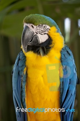 Blue-and-yellow Macaw Stock Photo