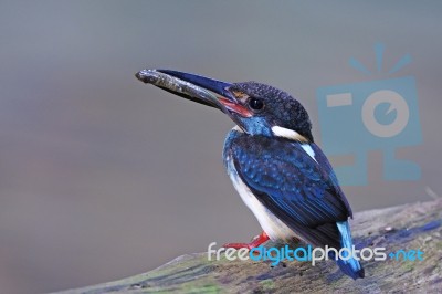 Blue-banded Kingfisher Stock Photo