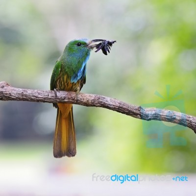 Blue-bearded Bee-eater Stock Photo