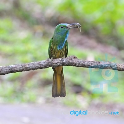 Blue-bearded Bee-eater Stock Photo