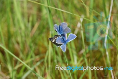 Blue Butterflies Stock Photo