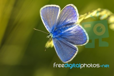 Blue Butterfly Stock Photo