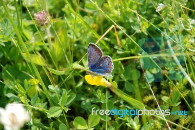 Blue Butterfly Stock Photo