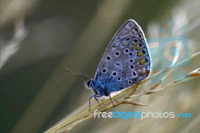 Blue Butterfly Resting In The Bush Stock Photo