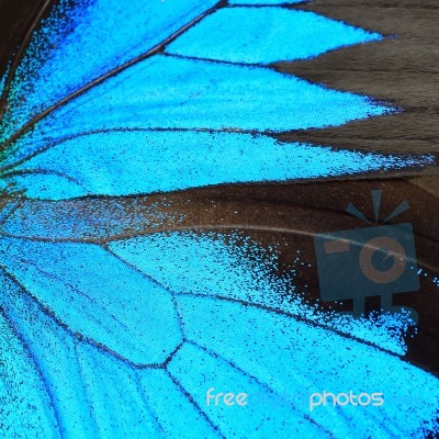 Blue Butterfly Wing Stock Photo