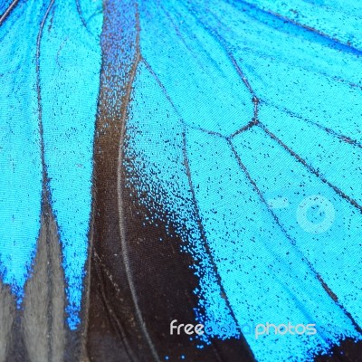 Blue Butterfly Wing Stock Photo