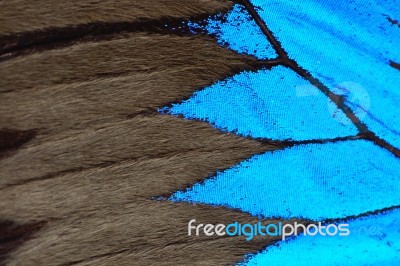 Blue Butterfly Wing Stock Photo