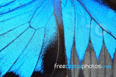 Blue Butterfly Wing Stock Photo