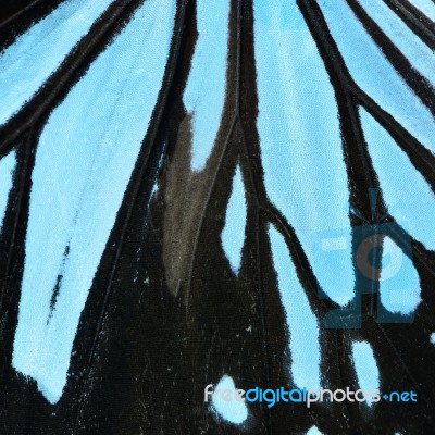 Blue Butterfly Wing Stock Photo