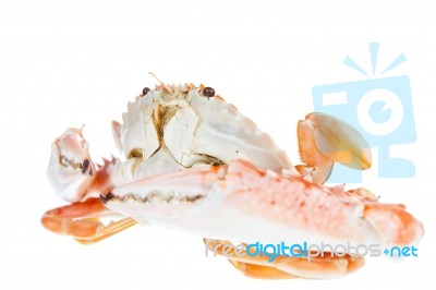 Blue Crab,isolated On White Background Stock Photo