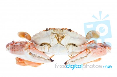 Blue Crab,isolated On White Background Stock Photo